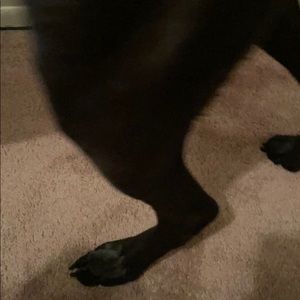 Meet your Posher, Wayne